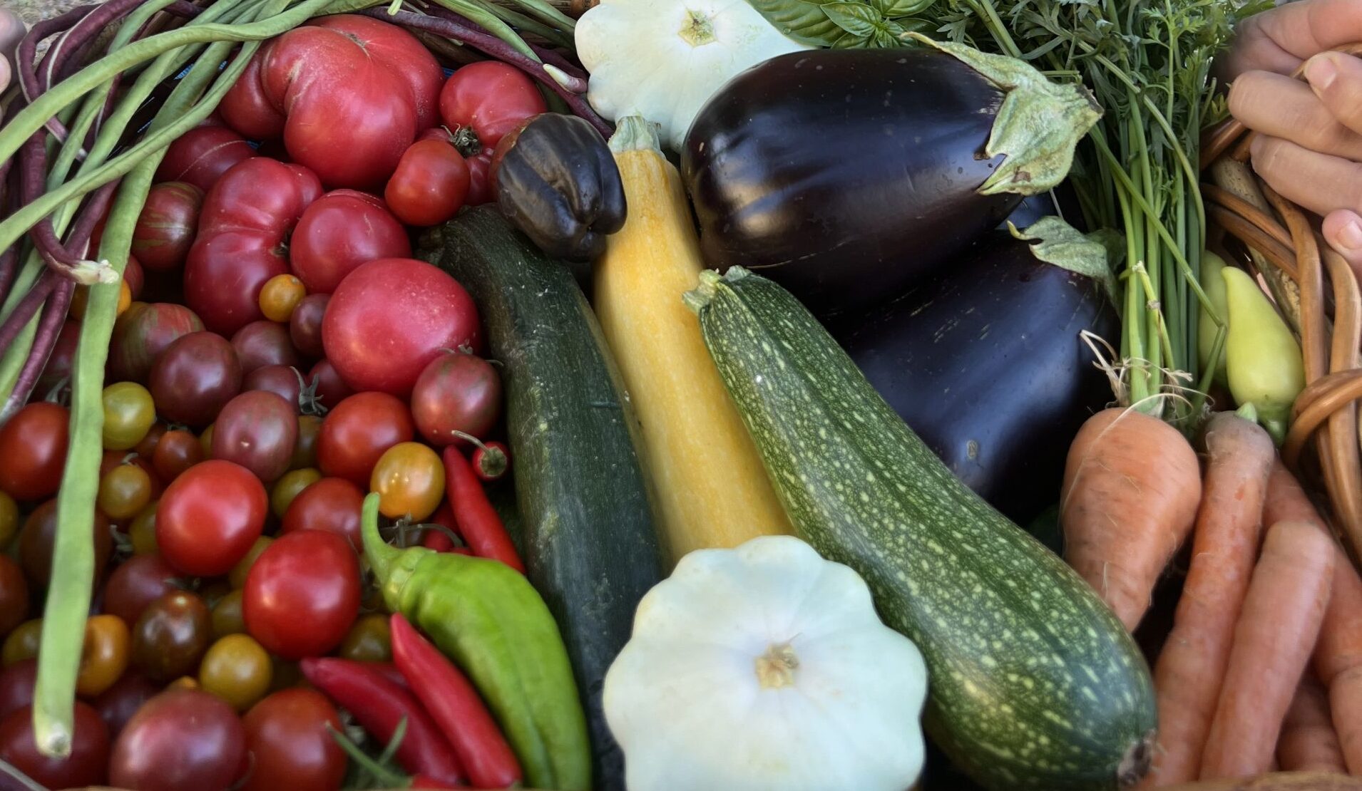 Monsoon Planting Guide